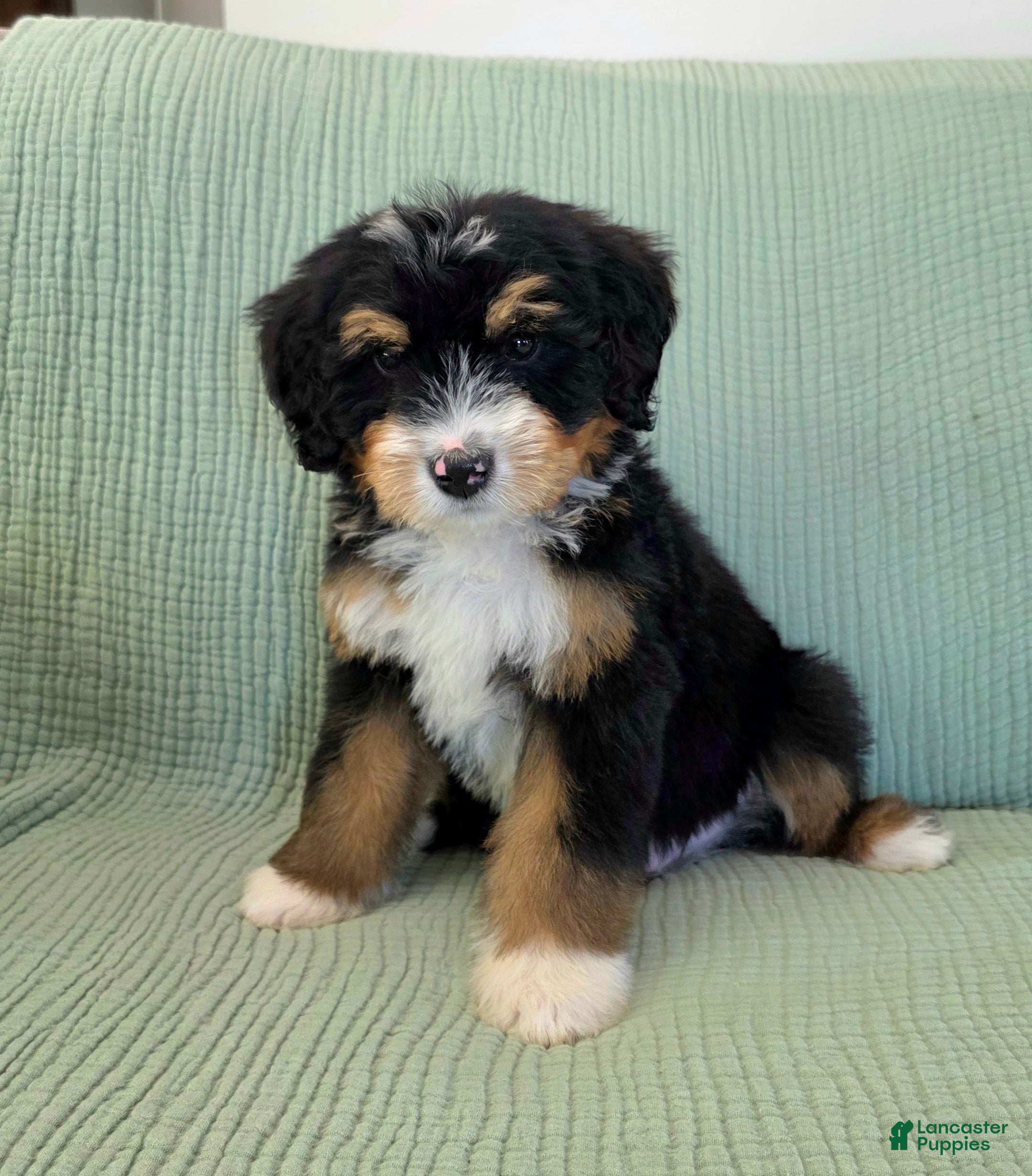Bernedoodle dogs Pluto  - Ad 1