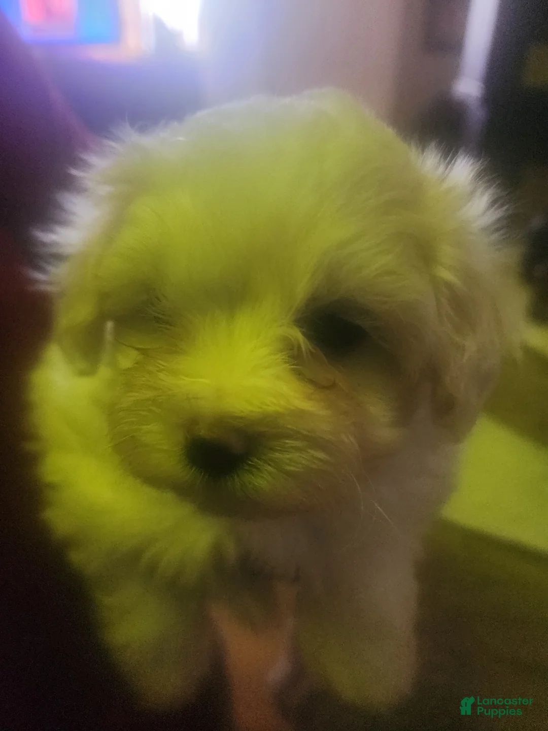 Pomapoo dogs for sale: Pomapoo Puppy 1 - Ad 3