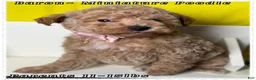 Miniature Poodle dogs for sale: Baron - Ad 3