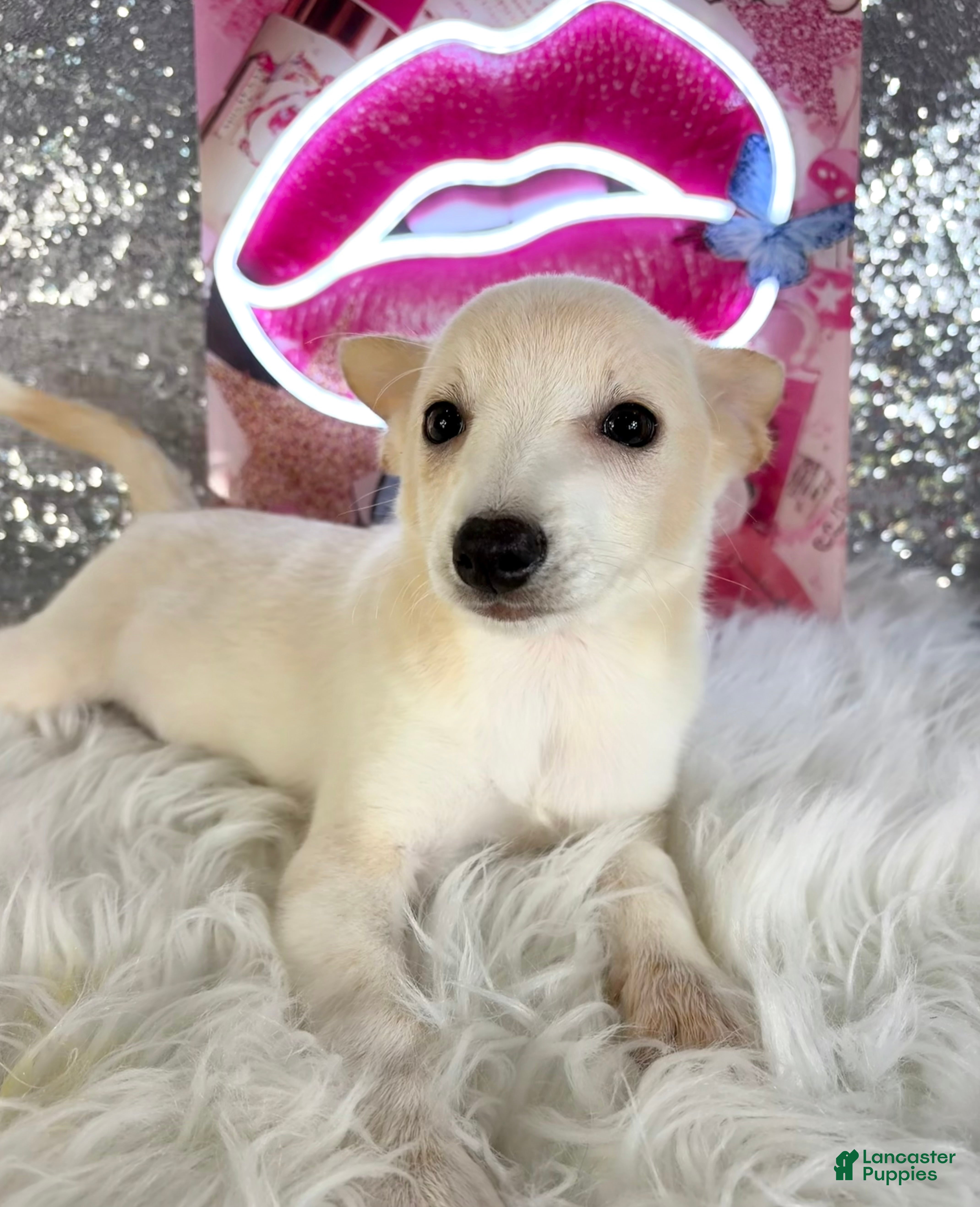 Mixed Breed dogs for sale: Shaggy - Ad 37