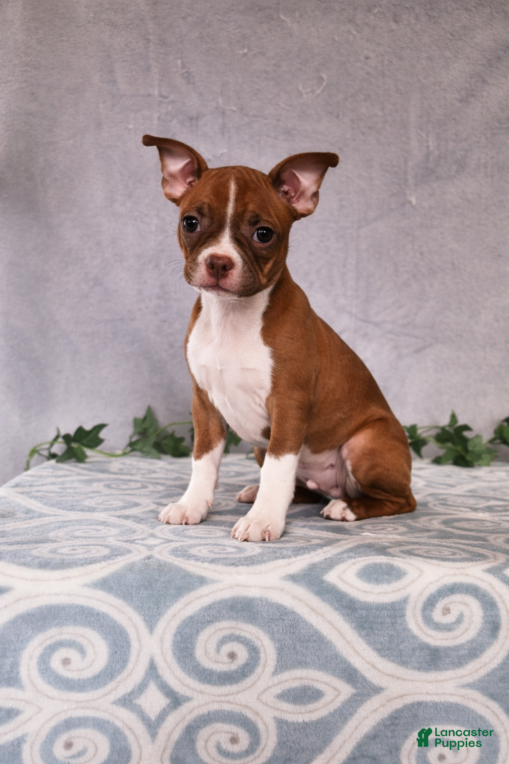 Boston Terrier dogs Jasper - Ad 6