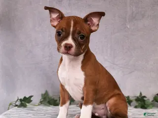 Boston Terrier dogs Jasper - Ad 6