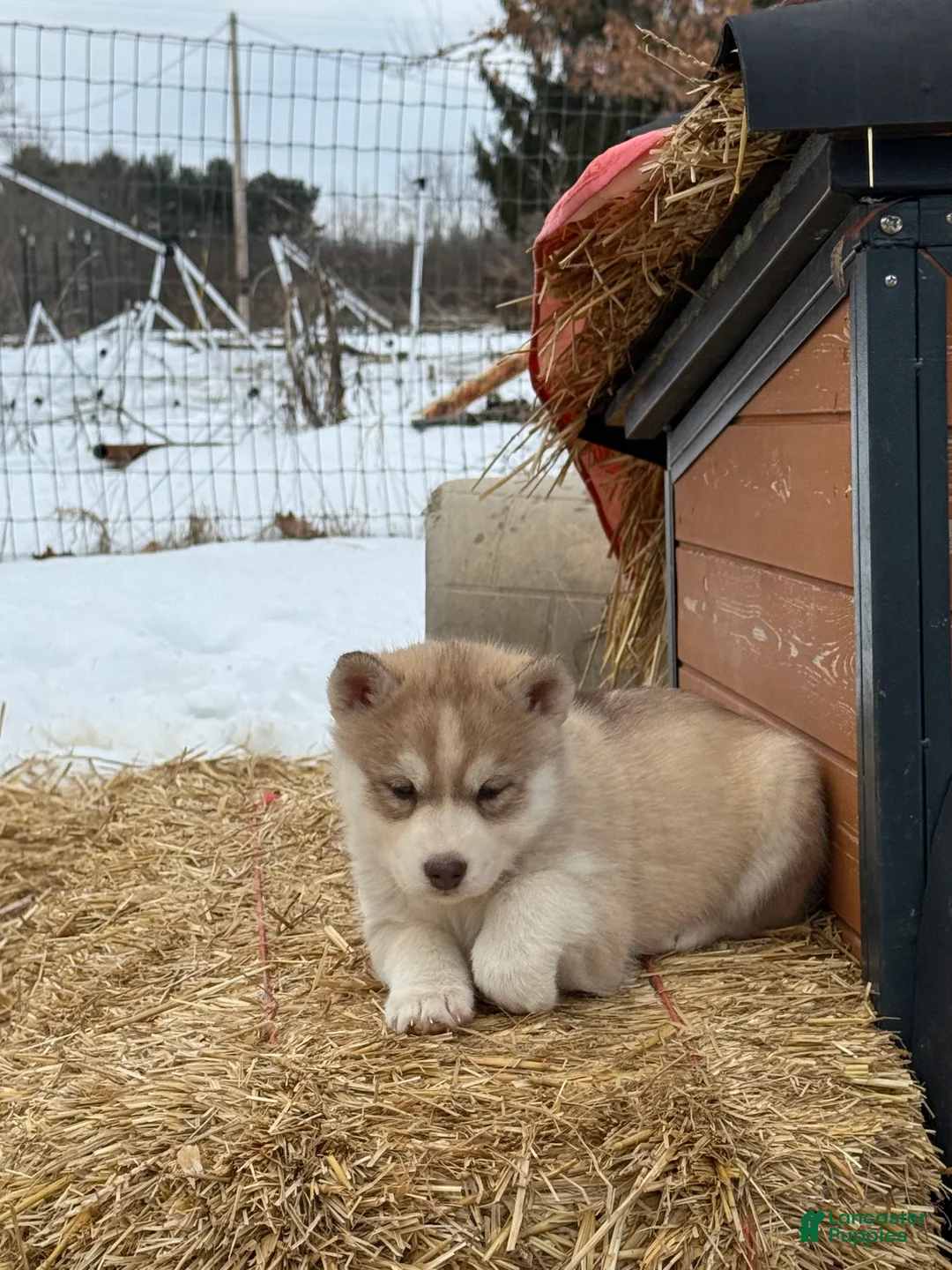 Siberian Husky dogs for sale: Zoe - Ad 6