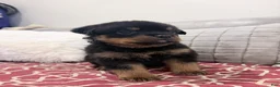 Rottweiler dogs for sale: Pink female  - Ad 1