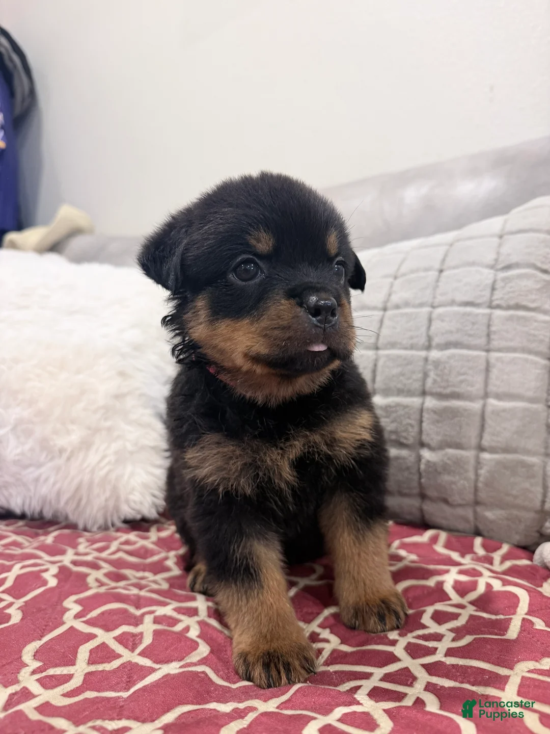 Rottweiler dogs for sale: Pink female  - Ad 1