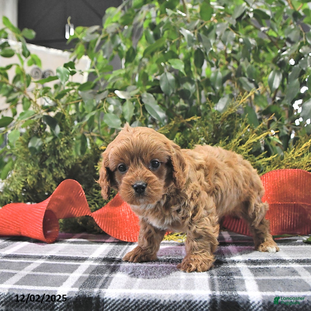 Cavapoo dogs for sale: Coco - Ad 2