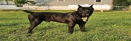 Cane Corso dogs for sale: Bear - Ad 8