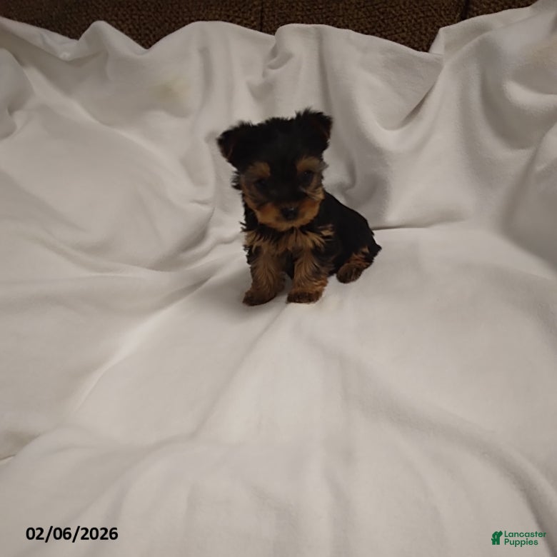 Yorkshire Terrier dogs Macey - Ad 24