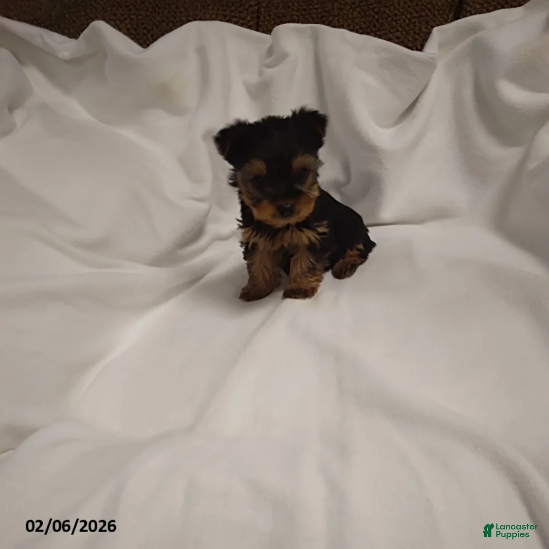 Yorkshire Terrier dogs for sale: Macey - Ad 1