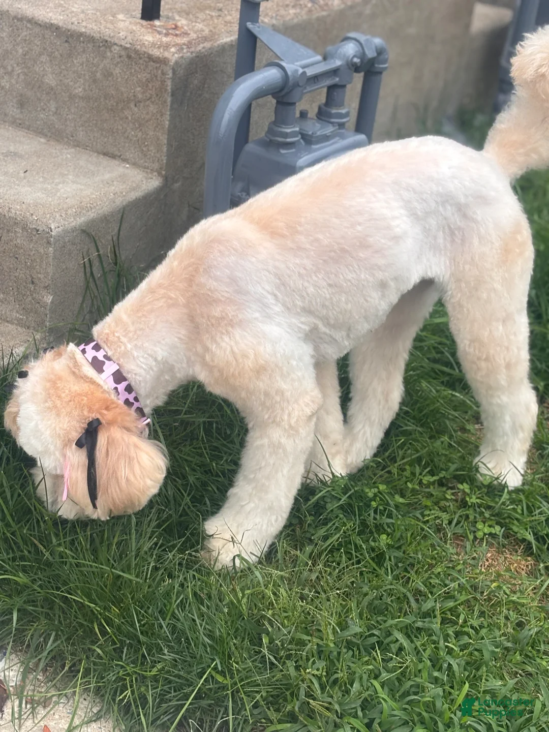 Bernedoodle dogs for sale: Bernedoodle Puppy 4 - Ad 2