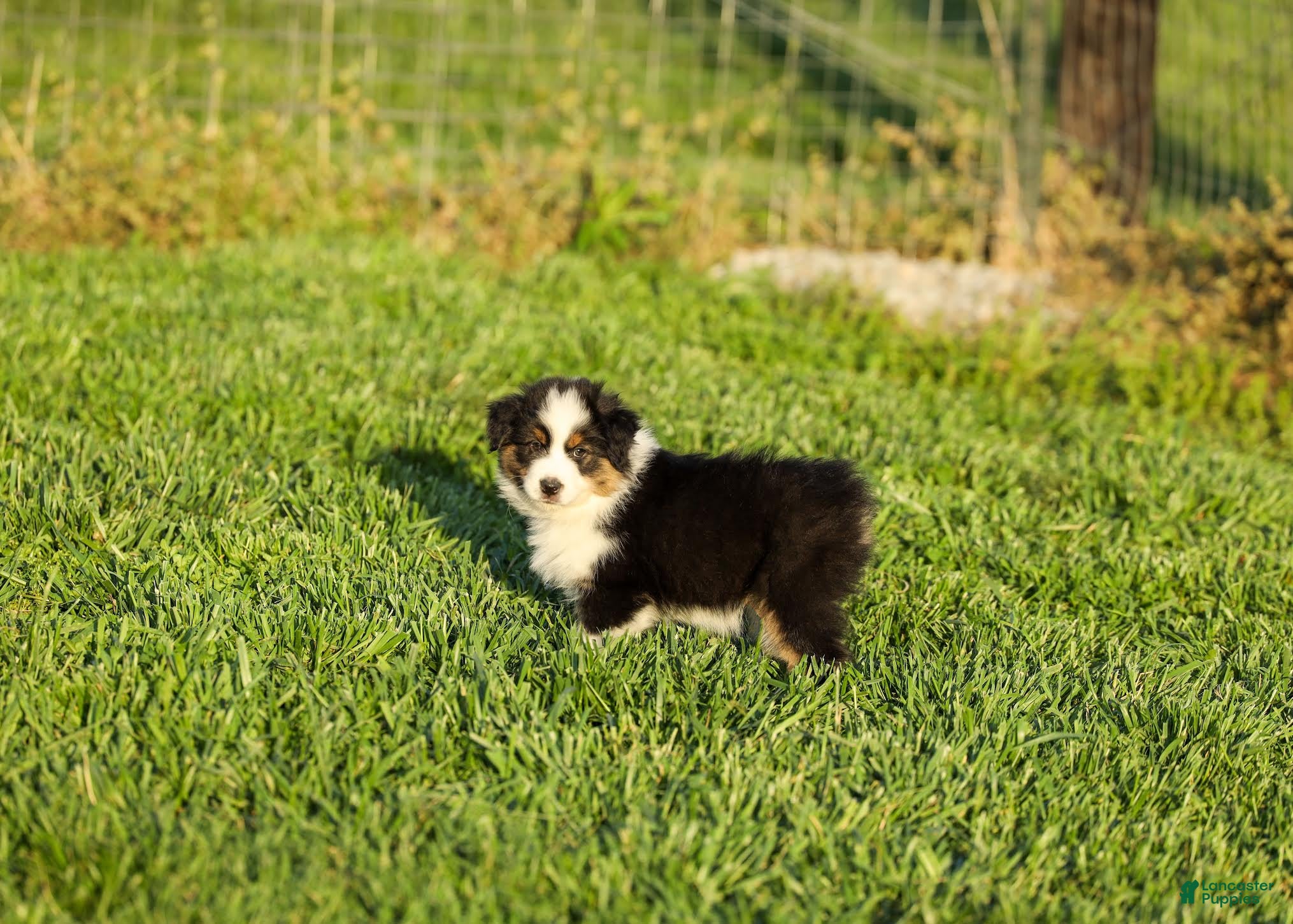 Miniature Australian Shepherd dogs Lassie Miniature Australian Shepherd Puppy  - Ad 2