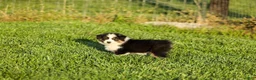 Miniature Australian Shepherd dogs for sale: Lassie Miniature Australian Shepherd Puppy  - Ad 2