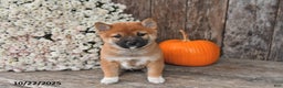 Shiba Inu dogs for sale: Josie - Ad 8