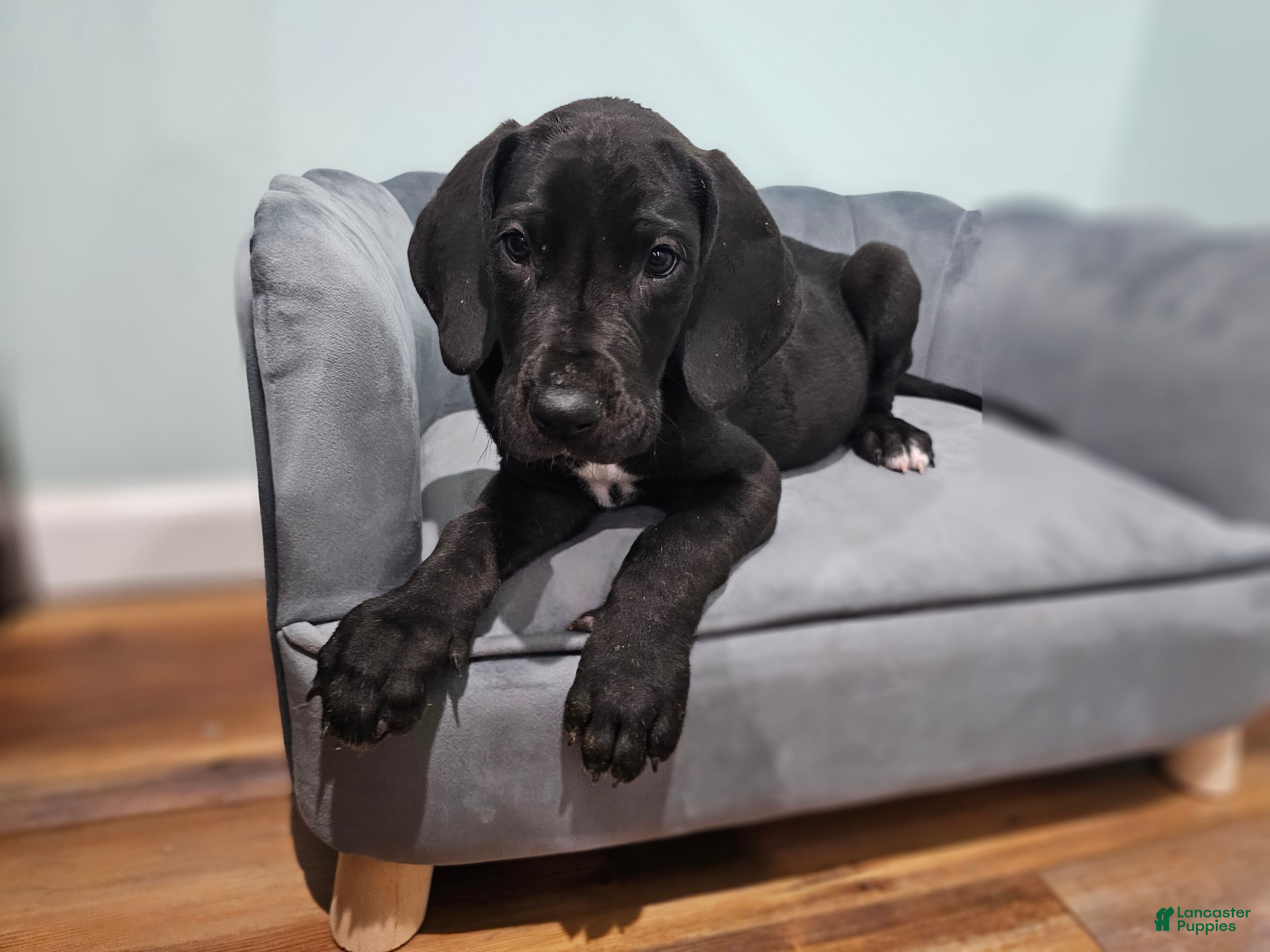 Great Dane dogs Black - Ad 2