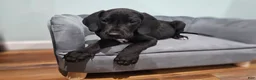 Great Dane dogs for sale: Black - Ad 5