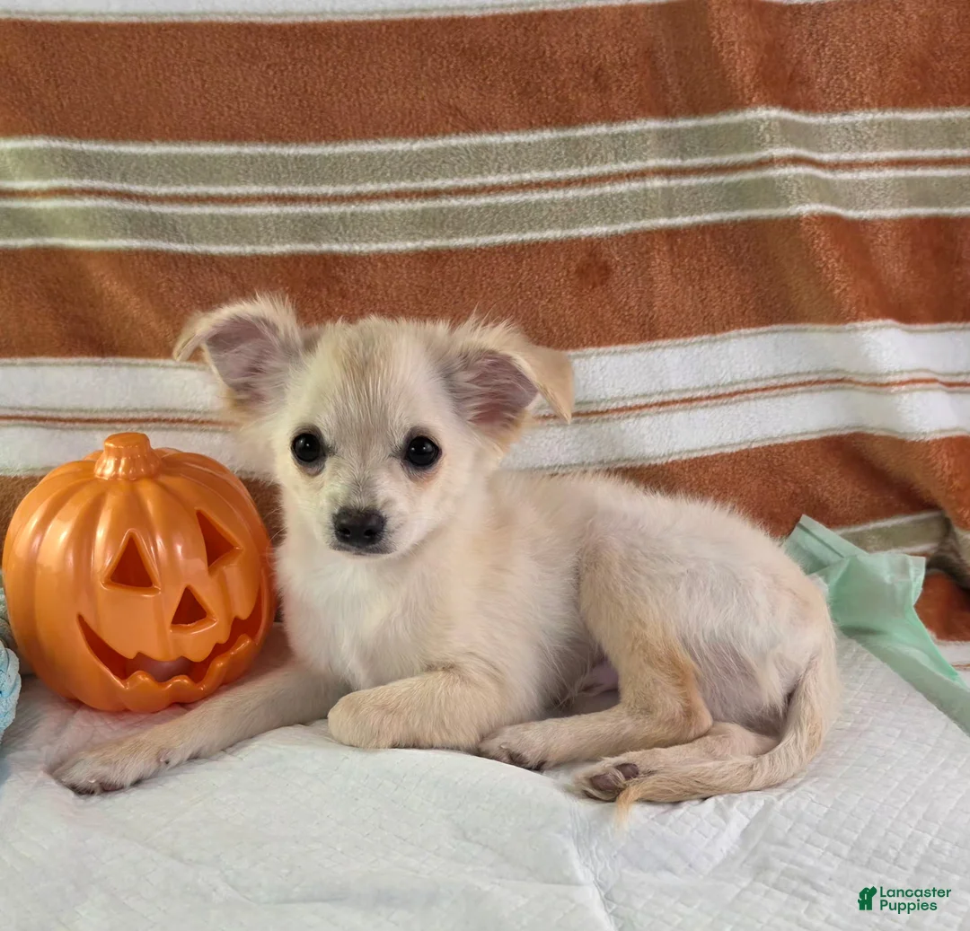 Chihuahua dogs for sale: Nelly - Ad 2