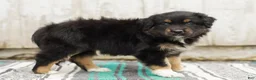 Australian Shepherd dogs for sale: Tori - Ad 7