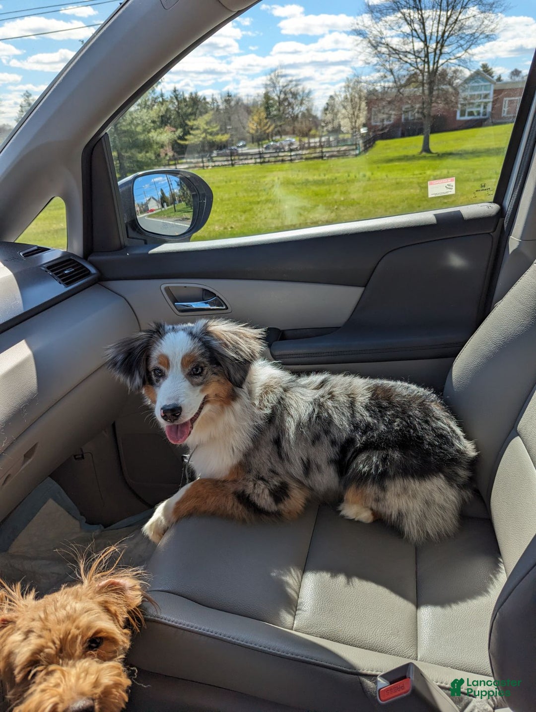 Miniature Australian Shepherd dogs for sale: Zoe - Ad 2