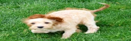 Cavapoo dogs for sale: Paisley - Ad 3