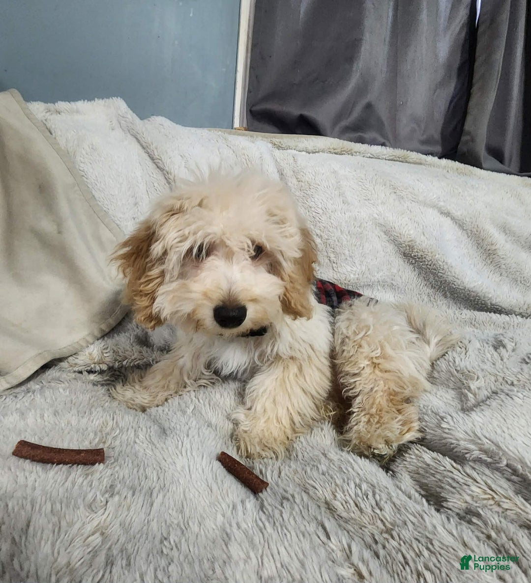 Pomapoo dogs for sale: Dahlia - Ad 2