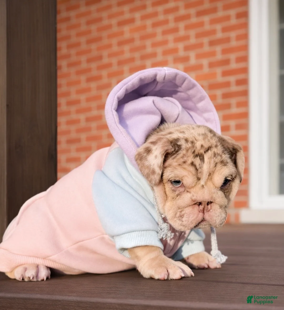 English Bulldog dogs for sale: Bonnie - Ad 5