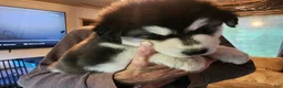 Alaskan Malamute dogs for sale: Meet Hex, she is a red white akc Alaskan malamute female. Lovable and fun to play with.  - Ad 6