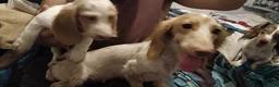 Miniature Dachshund dogs for sale: Creed - Ad 6