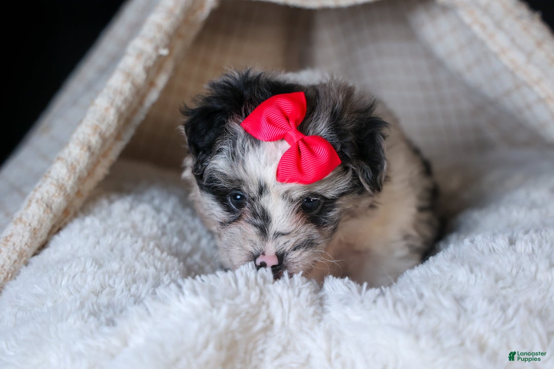 Mini Aussiedoodle dogs for sale: Gabby - Ad 5