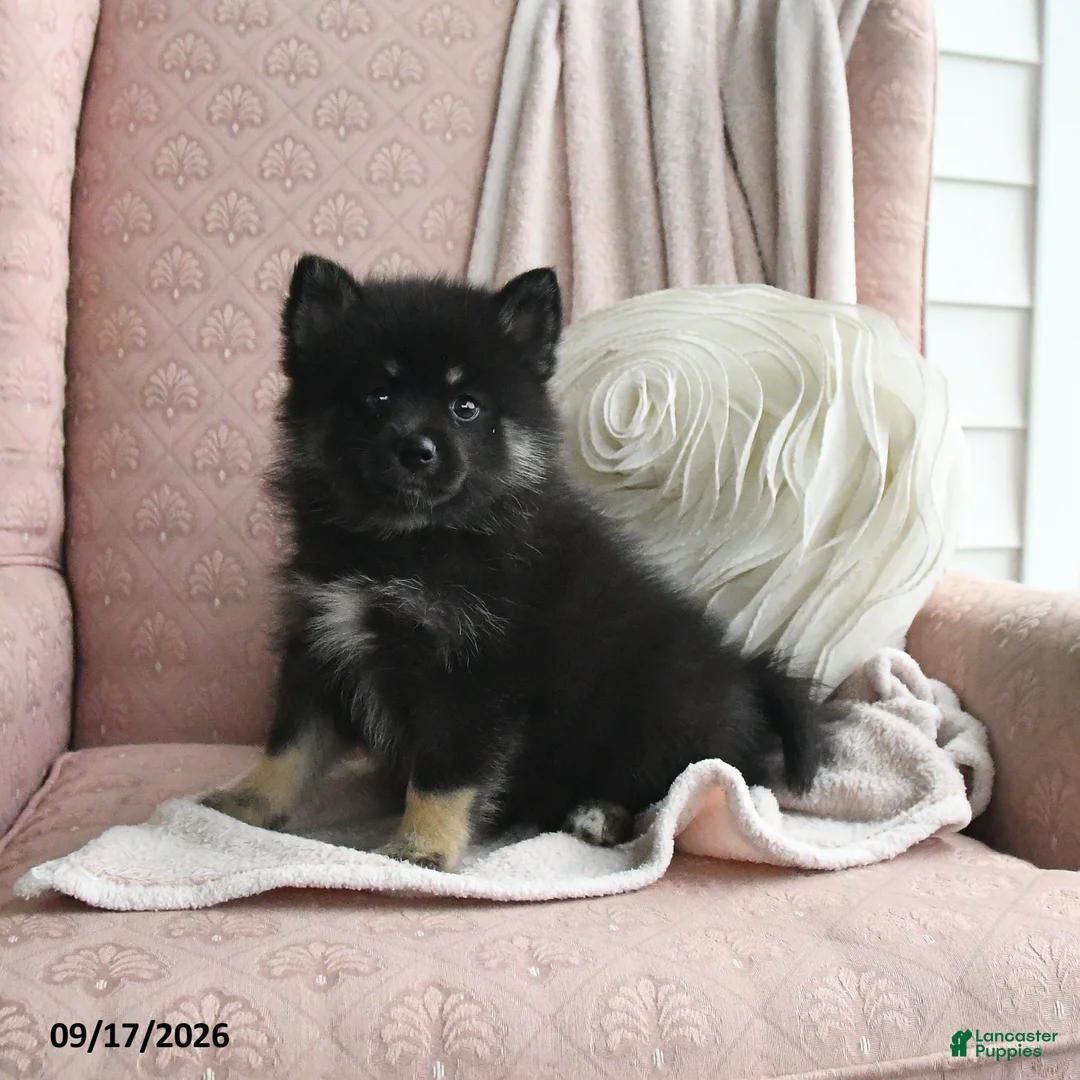 Pomsky dogs for sale: Baxter - Ad 2