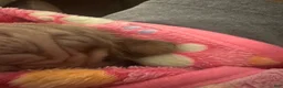 French Bulldog dogs for sale: Carlotta - Ad 10