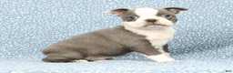Boston Terrier dogs for sale: Buster - Ad 5