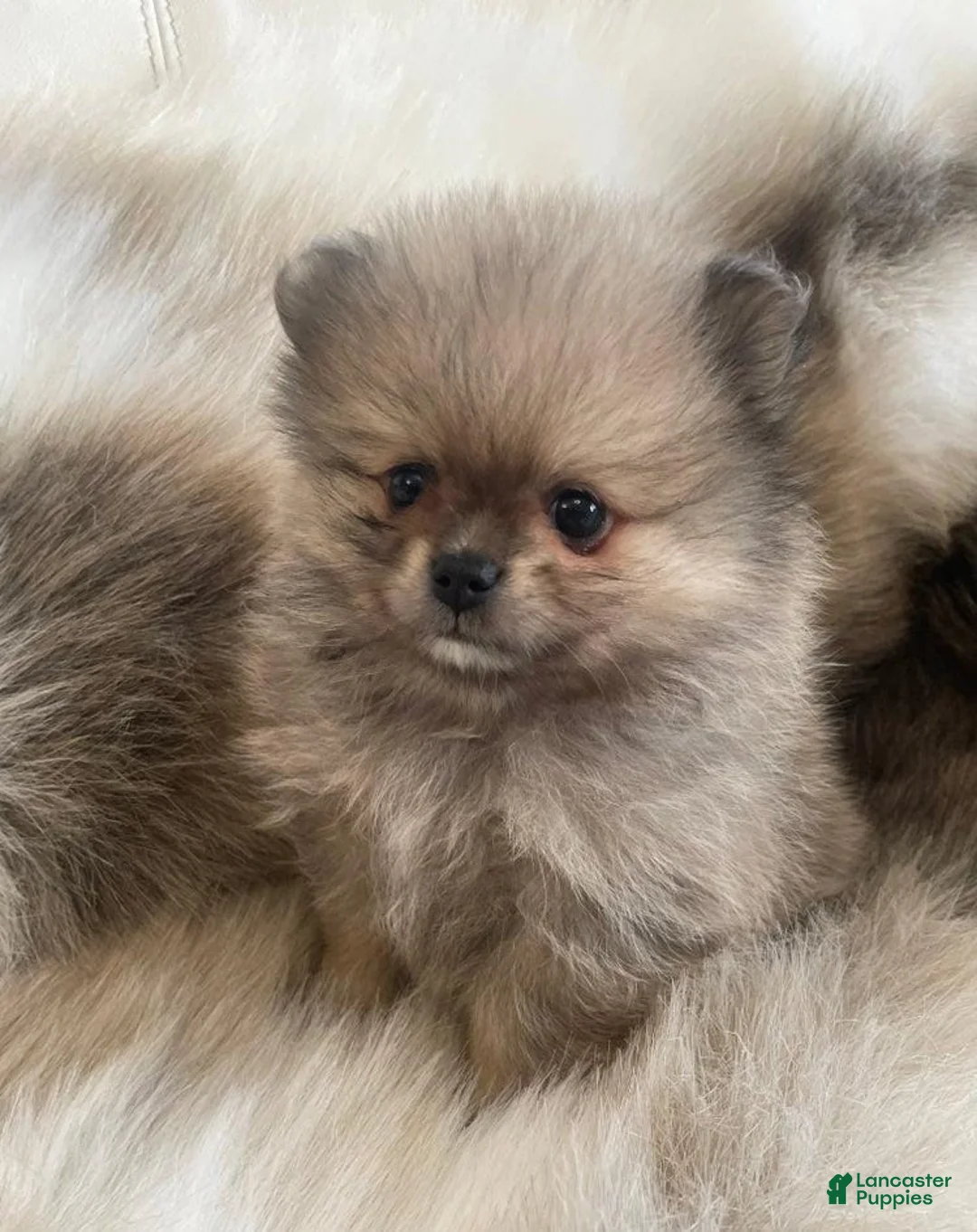 Pomeranian dogs for sale: Kayla - Ad 4