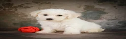 Bichon Frise dogs for sale: Bobby - Ad 3