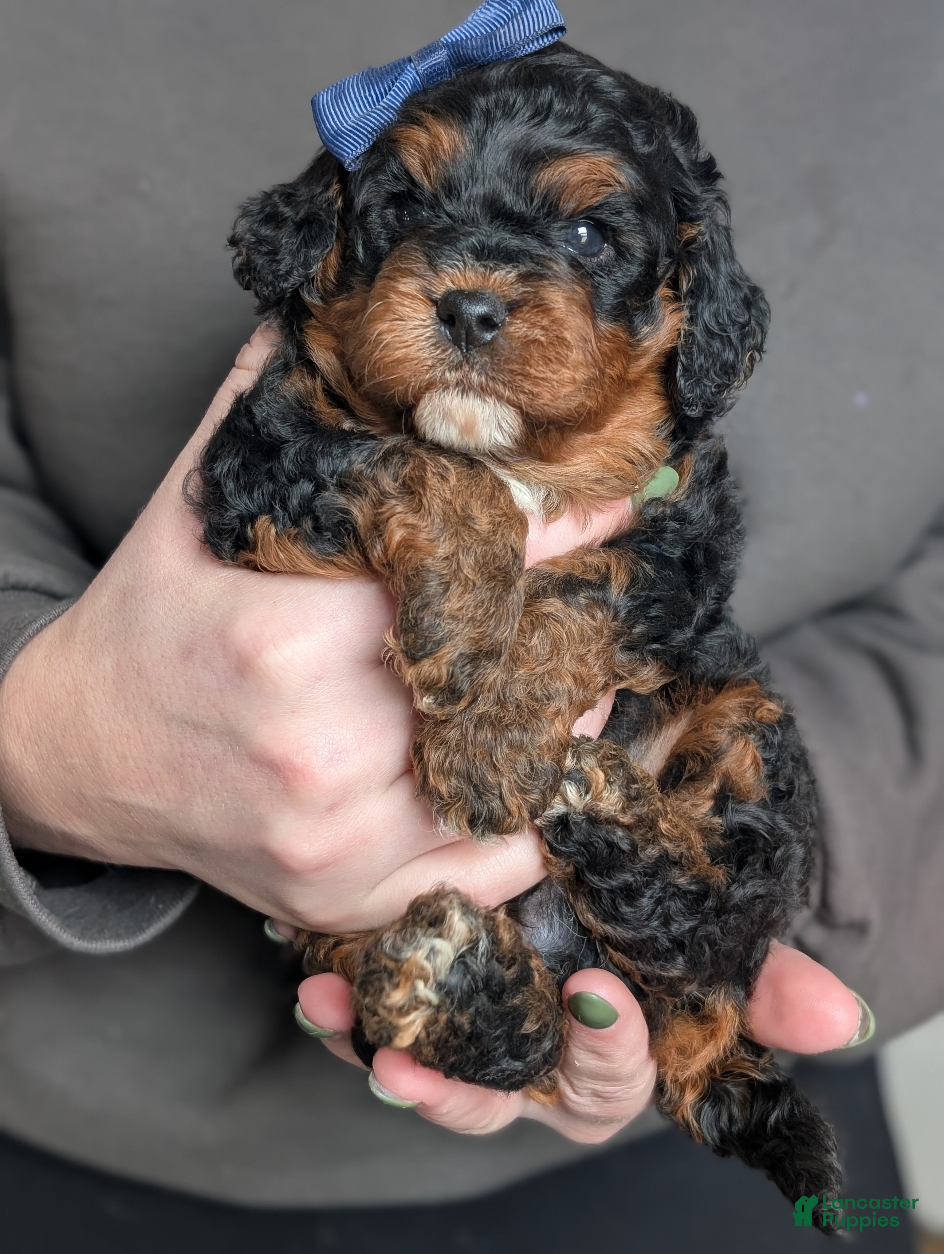 Cavapoo dogs Myles - Ad 2