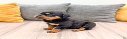 Rottweiler dogs for sale: Bear - Ad 3