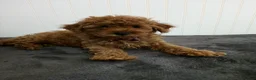 Toy Poodle dogs for sale: Tiger - Ad 11