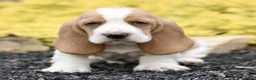 Basset Hound dogs for sale: Lani  - Ad 1