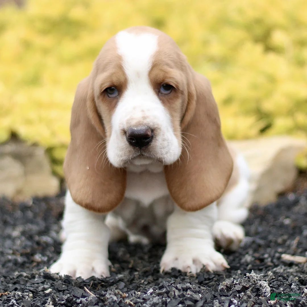 Basset Hound dogs for sale: Lani  - Ad 1
