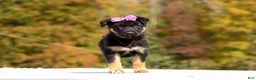 German Shepherd dogs for sale: Renae - Ad 6