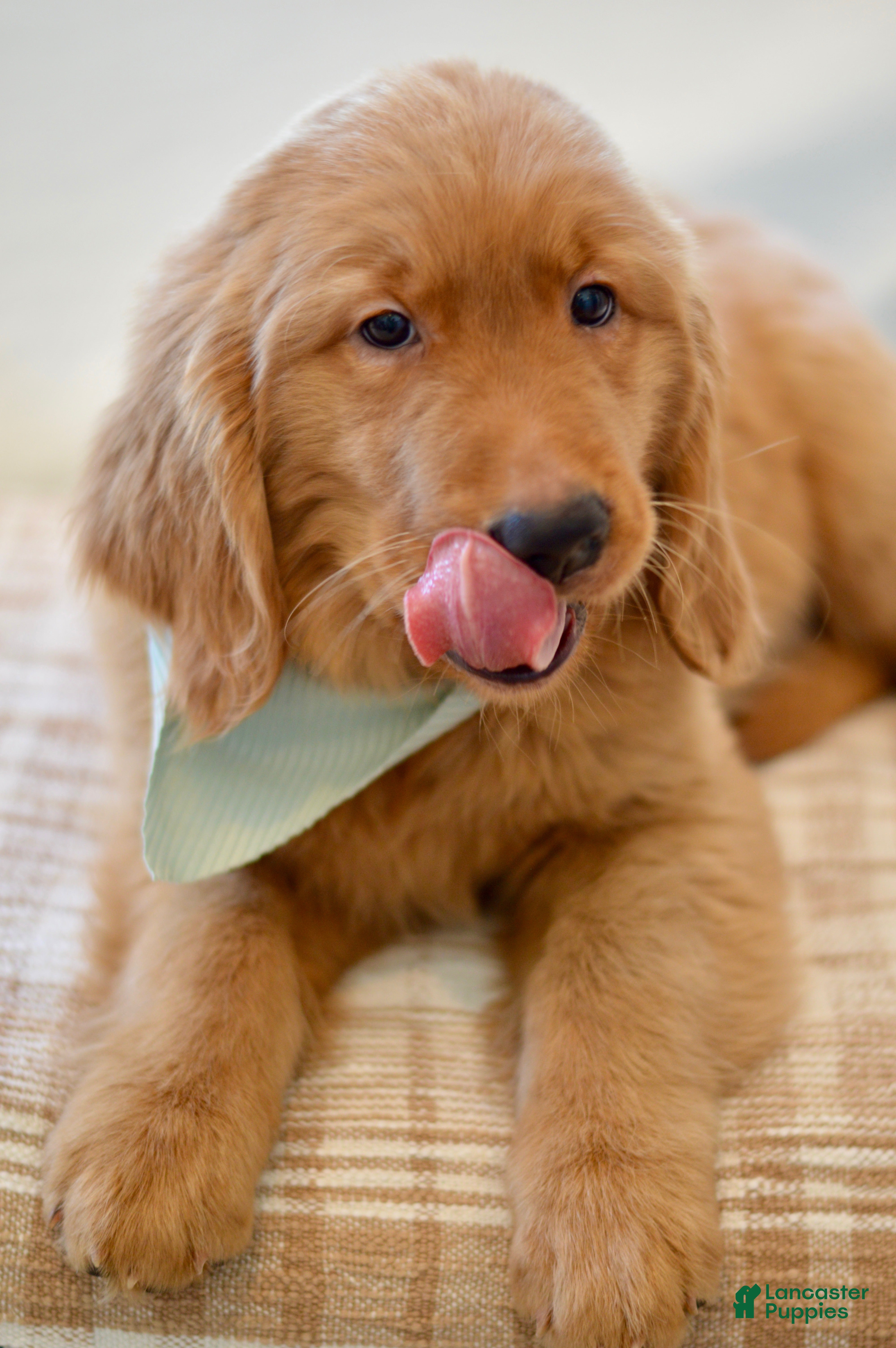 Golden Retriever dogs Moe - Ad 1