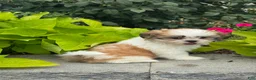 Shih Tzu dogs for sale: Sandy - Ad 5