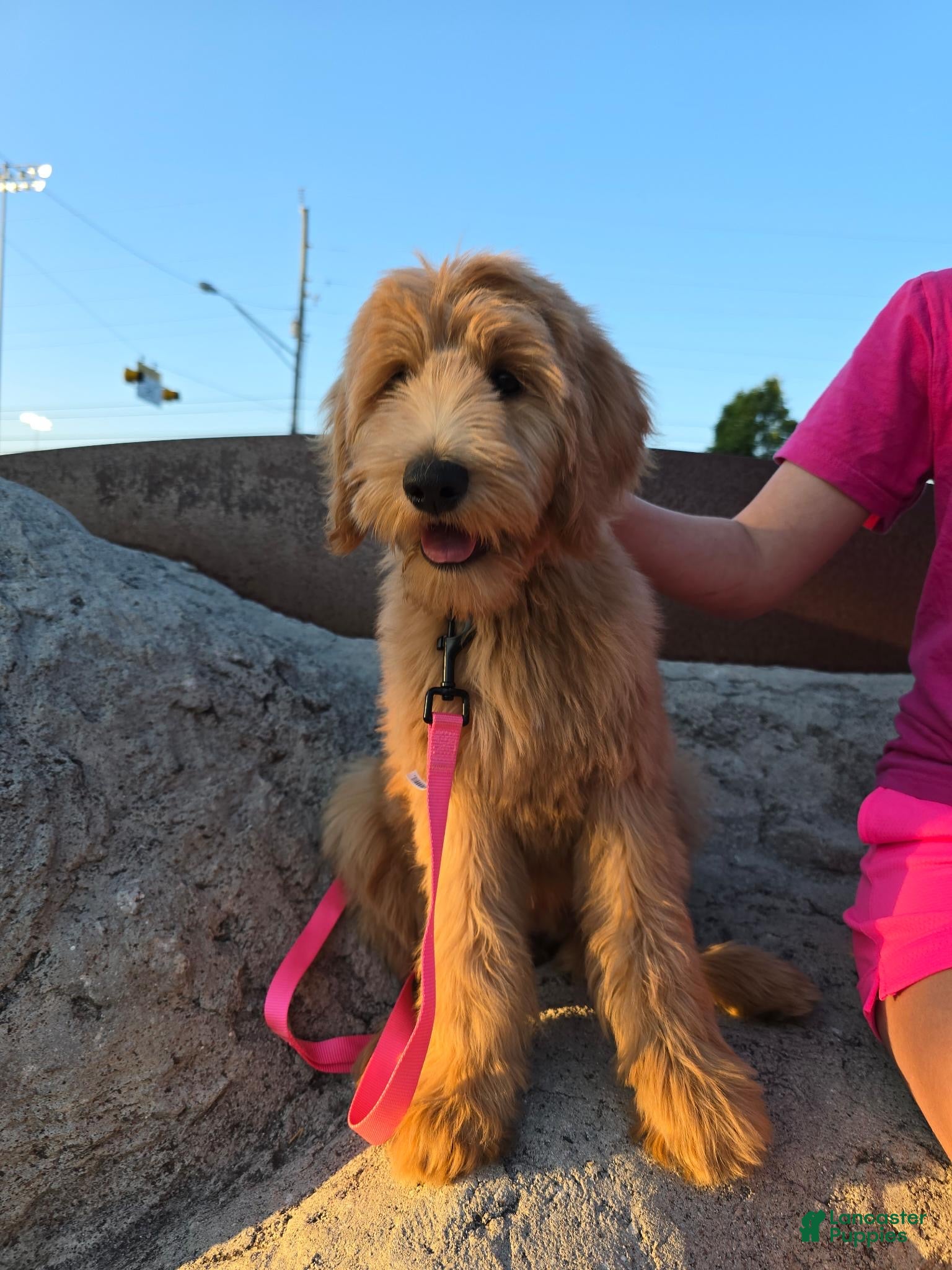 Goldendoodle dogs Goldendoodle Puppy 3 - Ad 18