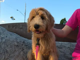 Goldendoodle dogs Goldendoodle Puppy 3 - Ad 18