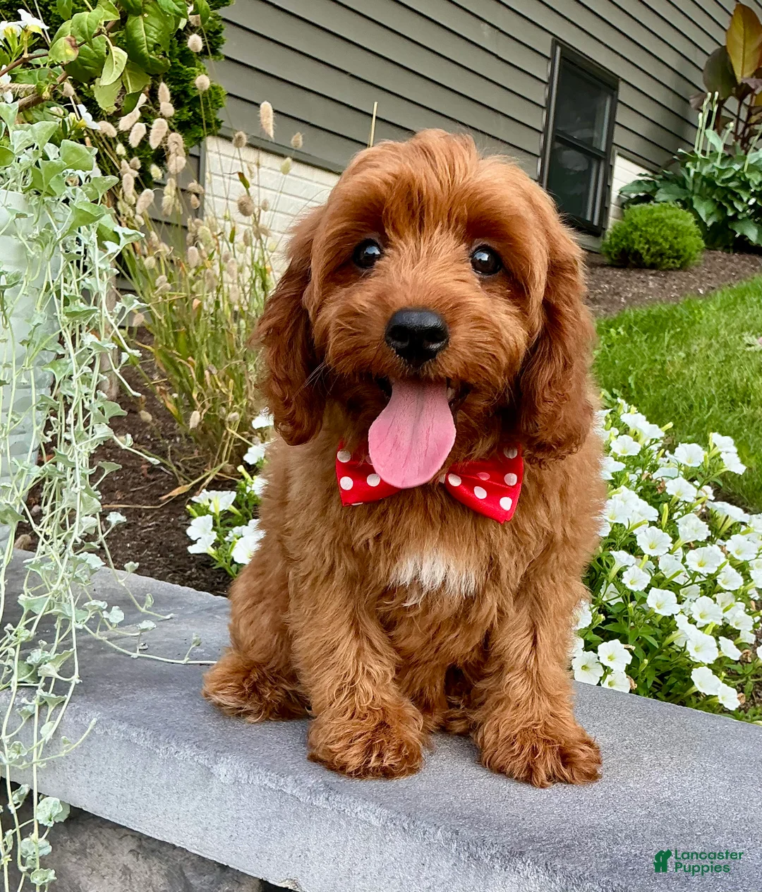 Cavapoo dogs for sale: Lincoln - Ad 2