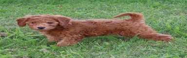 Bella