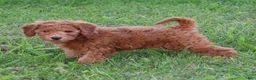Mini Goldendoodle dogs for sale: Bella - Ad 1