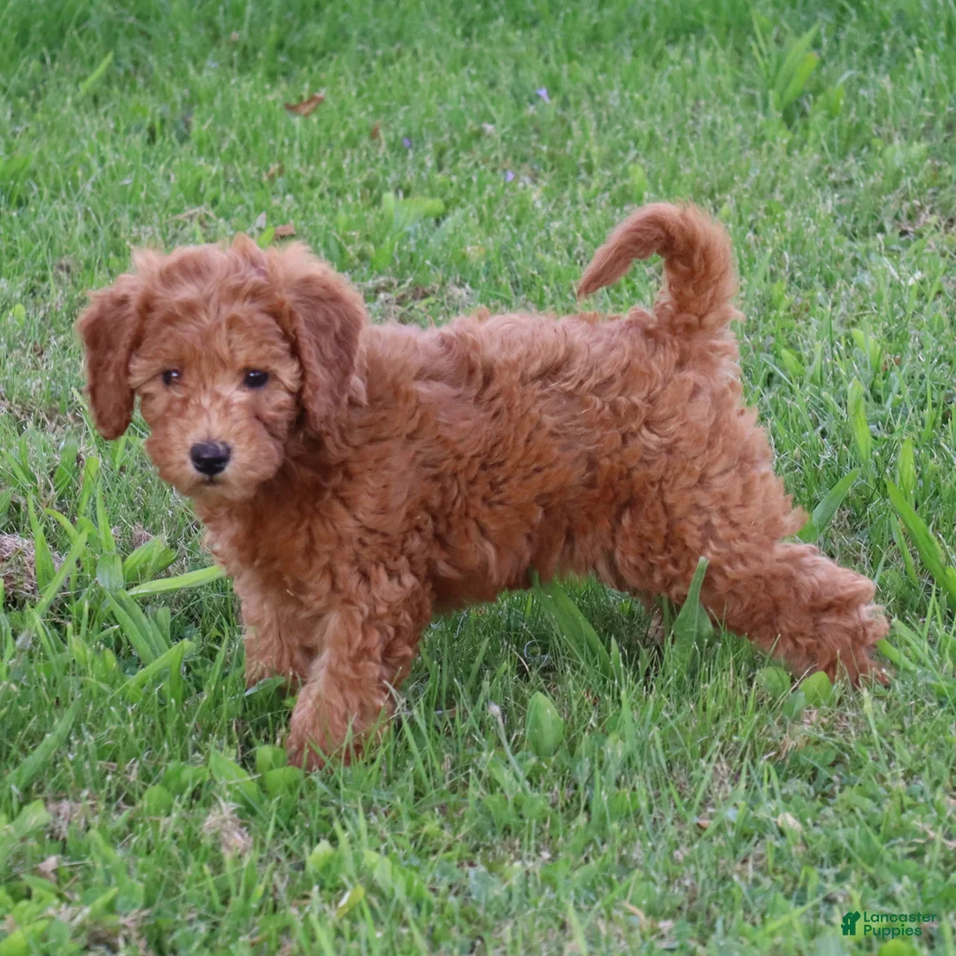 Mini Goldendoodle dogs for sale: Bella - Ad 1