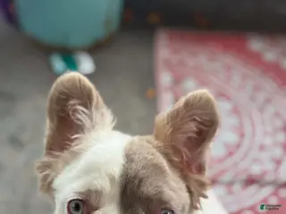 French Bulldog dogs French Bulldog 1 - Ad 24