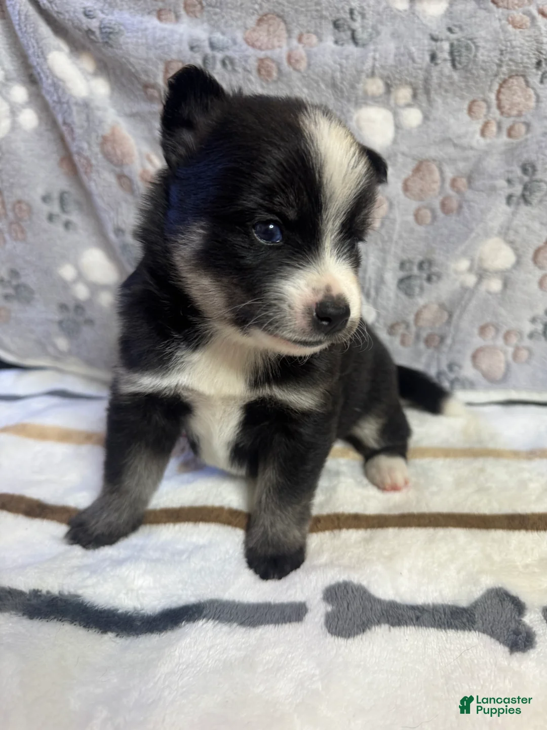 Pomsky dogs for sale: Griffin - Ad 2