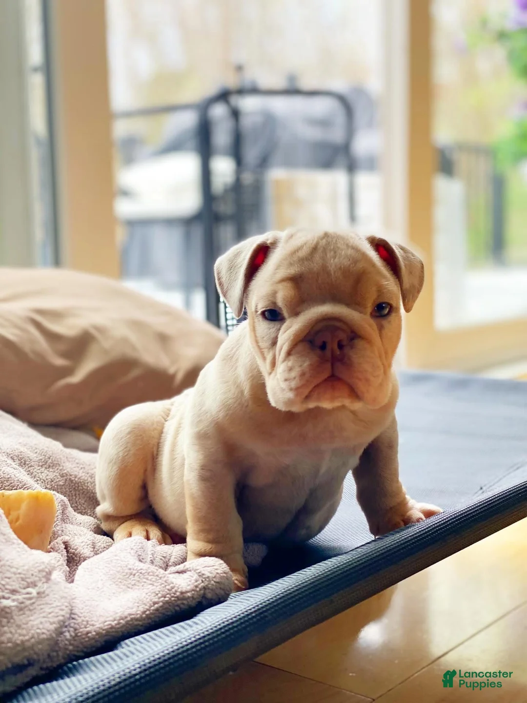 English Bulldog dogs for sale: Elio - Cleft Palate - Ad 2